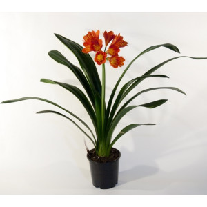 Кливия 50 см.